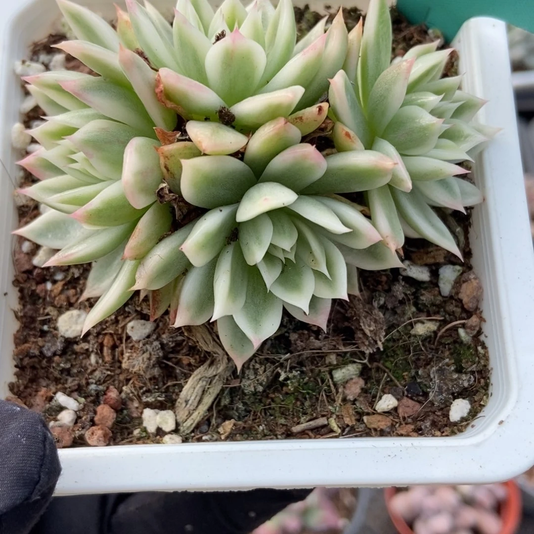 512蝴蝶飞锦多肉植物