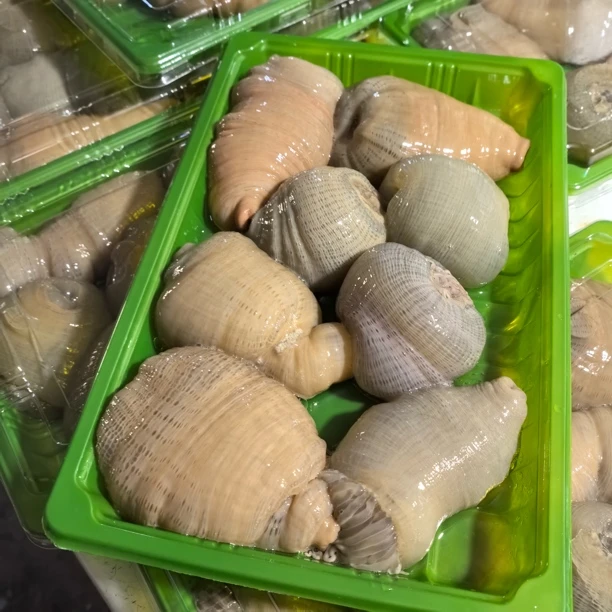 台州东海新鲜野生海葵沙蒜海花冷冻发货2斤顺丰快递