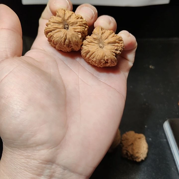 往***风南疆石狮子头一物一图