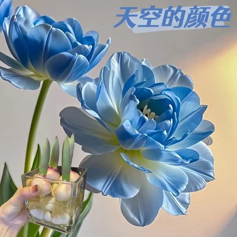 四季开花单重瓣荷兰进口5度球【郁金香种球】类花卉花种子可盆栽