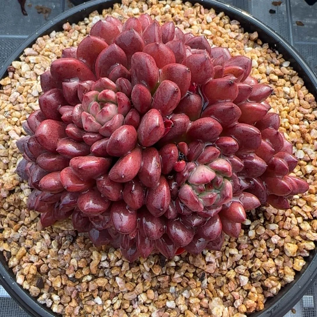 从前慢花园精选多肉红宝石