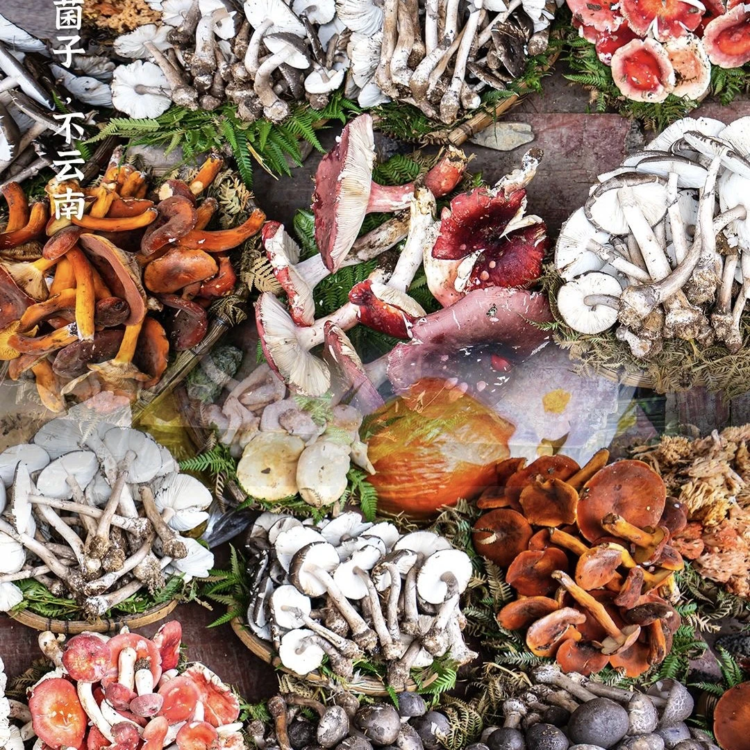 中缅甄品 临时链接菇 工艺品