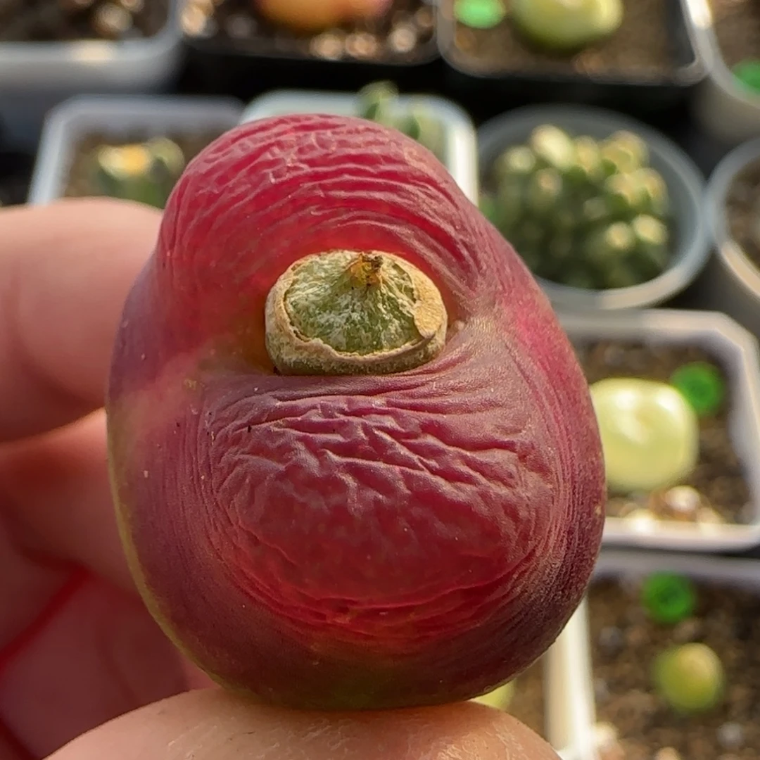 嘟嘟嘴2.6多肉植物230