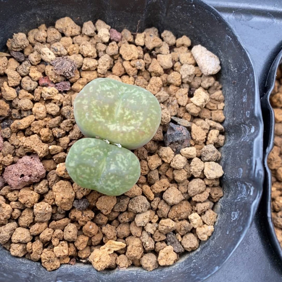 多肉植物肉锥杂交K-320