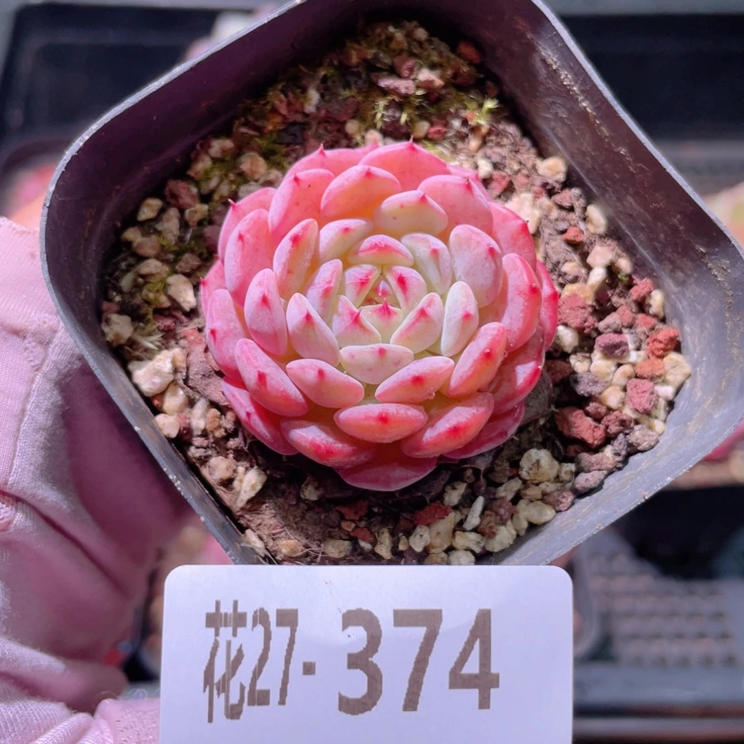花利美27-374哈尼