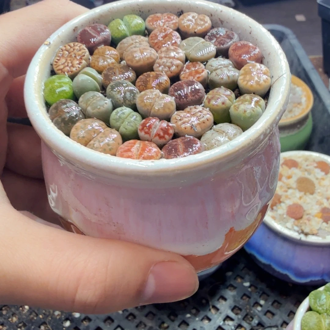 多肉植物的生长发育984