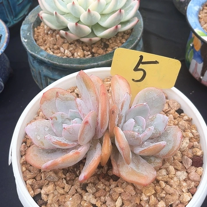 双头奶茶5号码牌子的