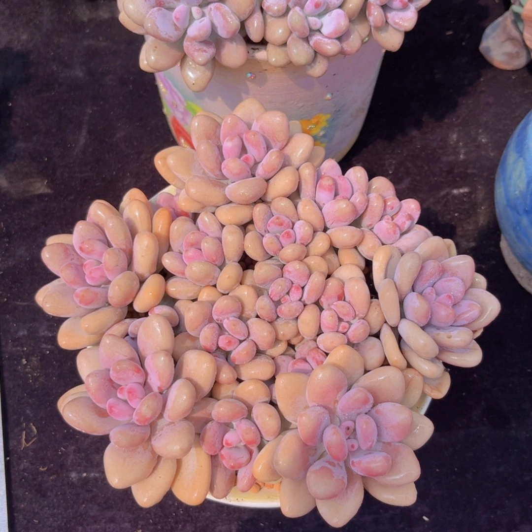 完全开放多肉植物桃蛋