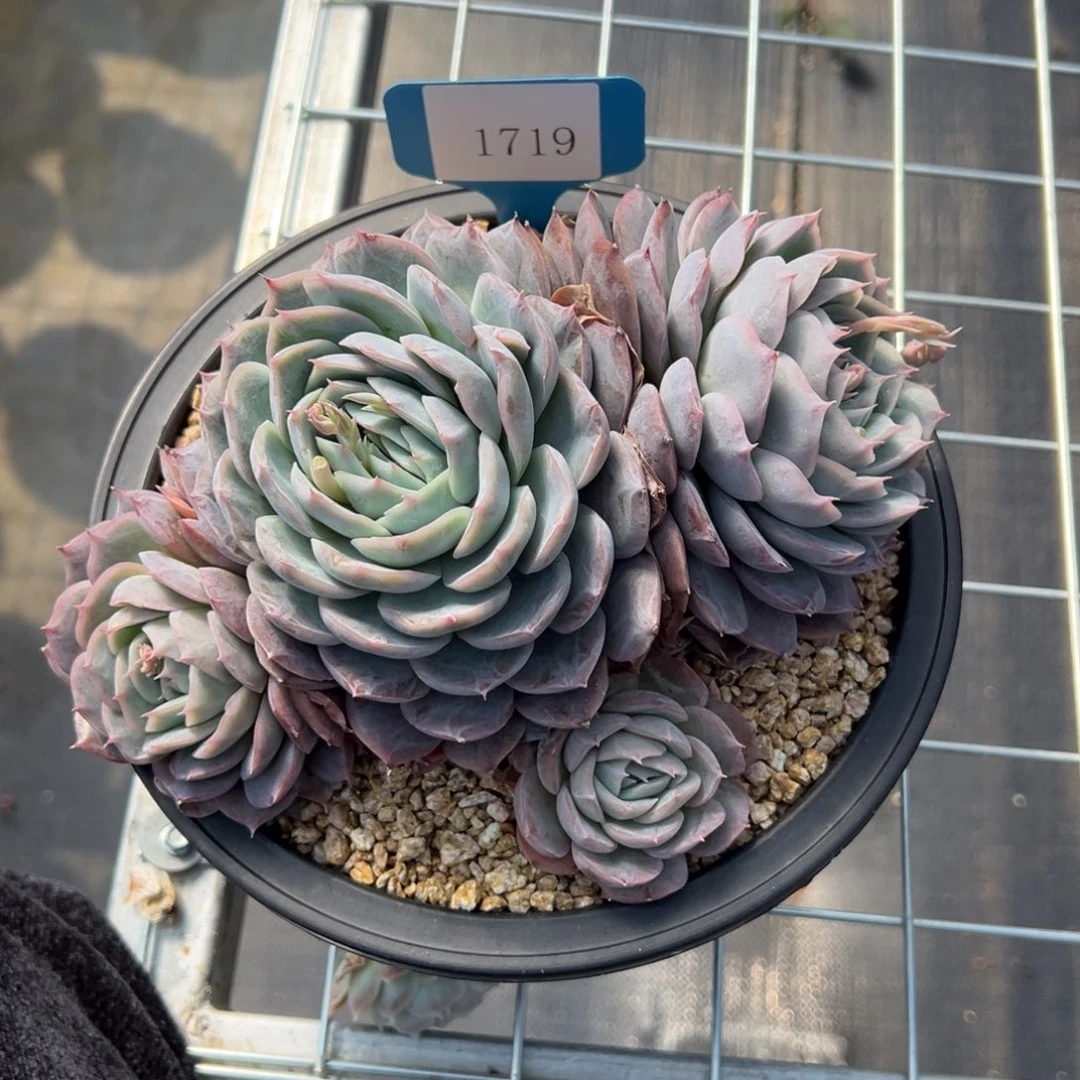 刚****坑1719多肉多多多多