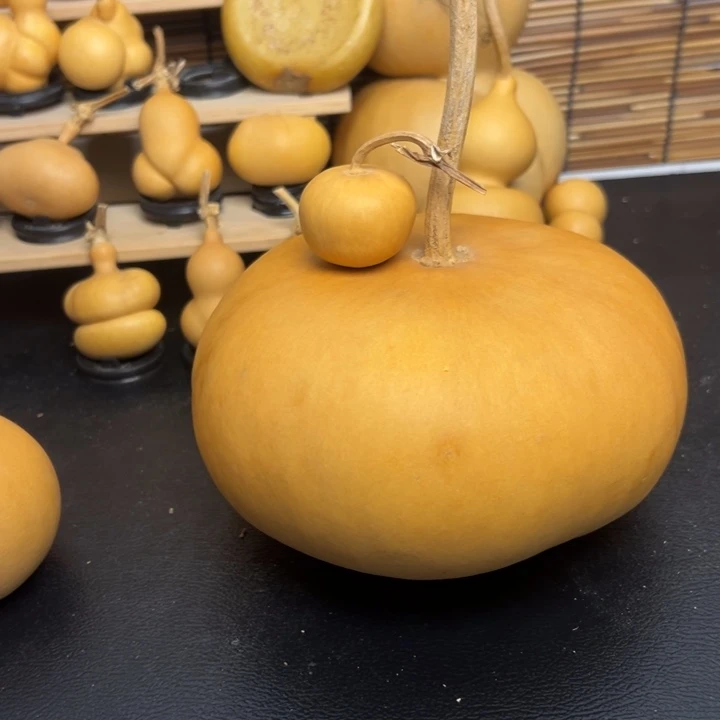 没***糕5588996655566626685