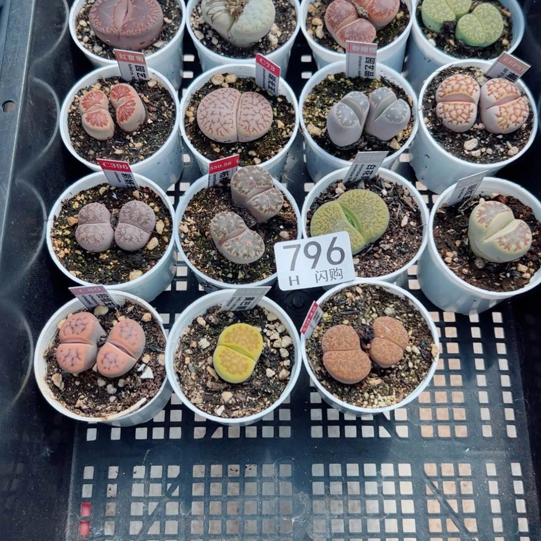无花朵隽****?我很喜欢这个H796