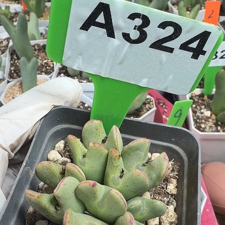 324mmmmmmmmmmmmm
