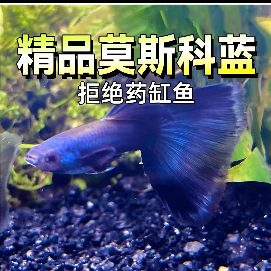精品大冰蓝种鱼 莫斯科冰蓝尾孔雀鱼成鱼 半月尾小型热带观赏鱼