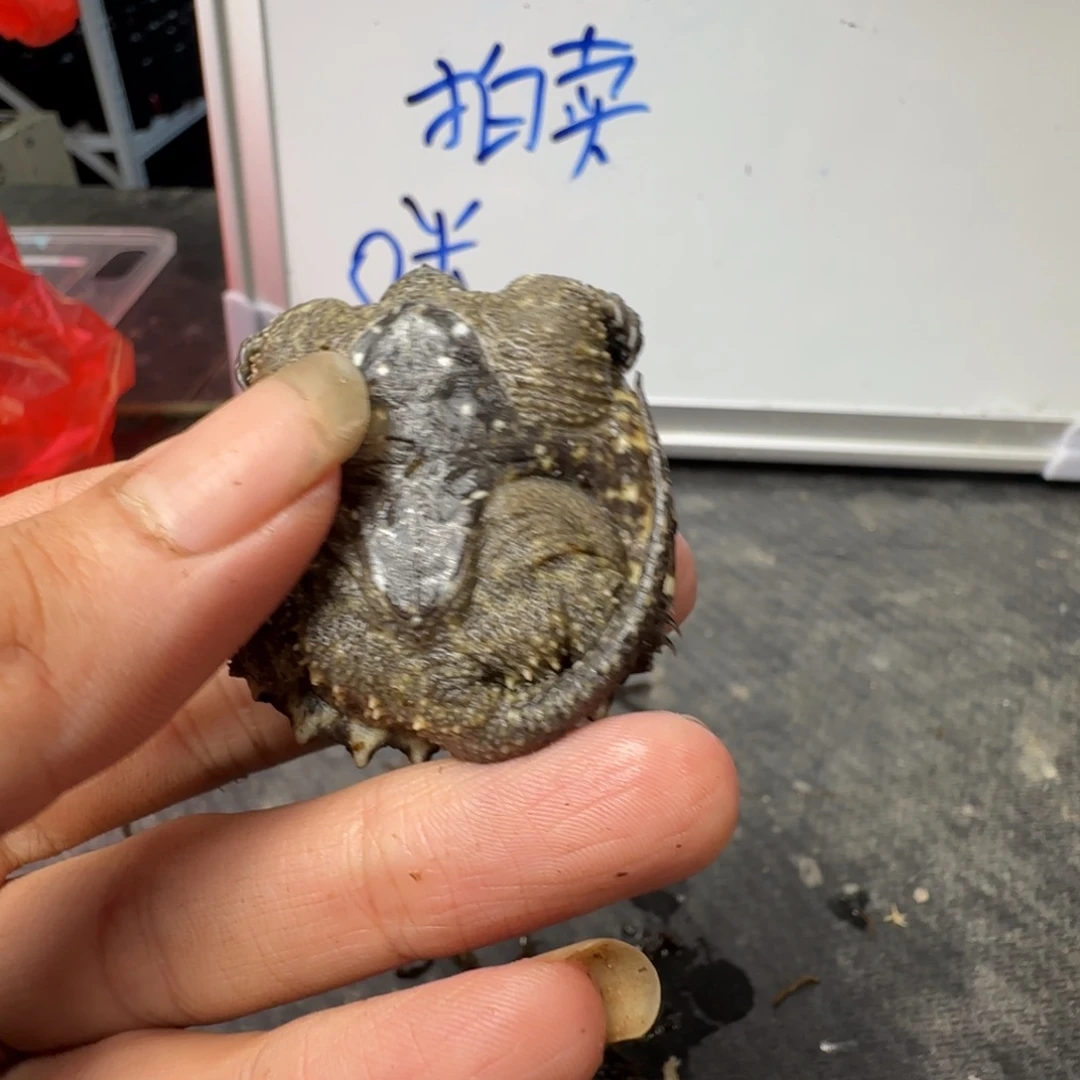 小鳄龟不分公母The