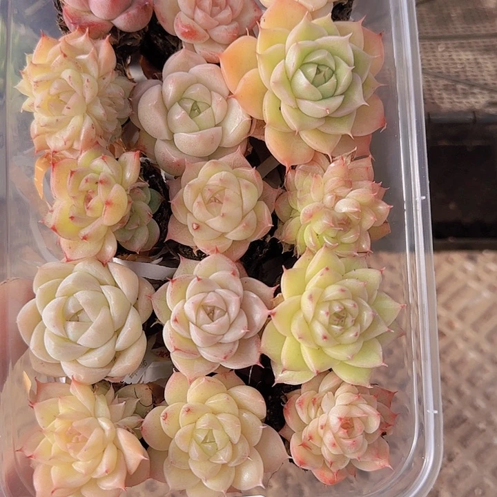 花时光精品多肉182