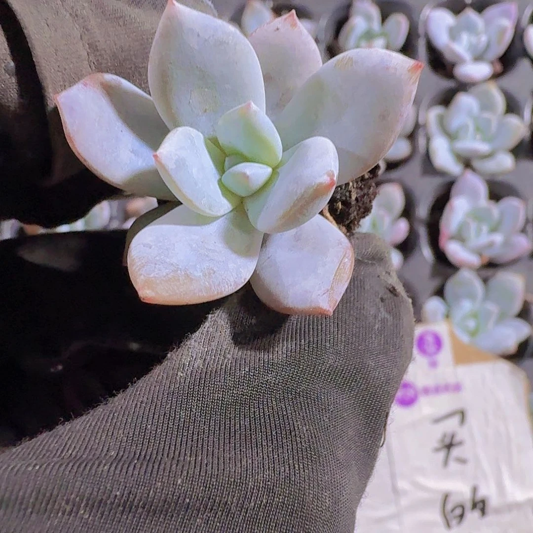 精品嫦娥两颗一组