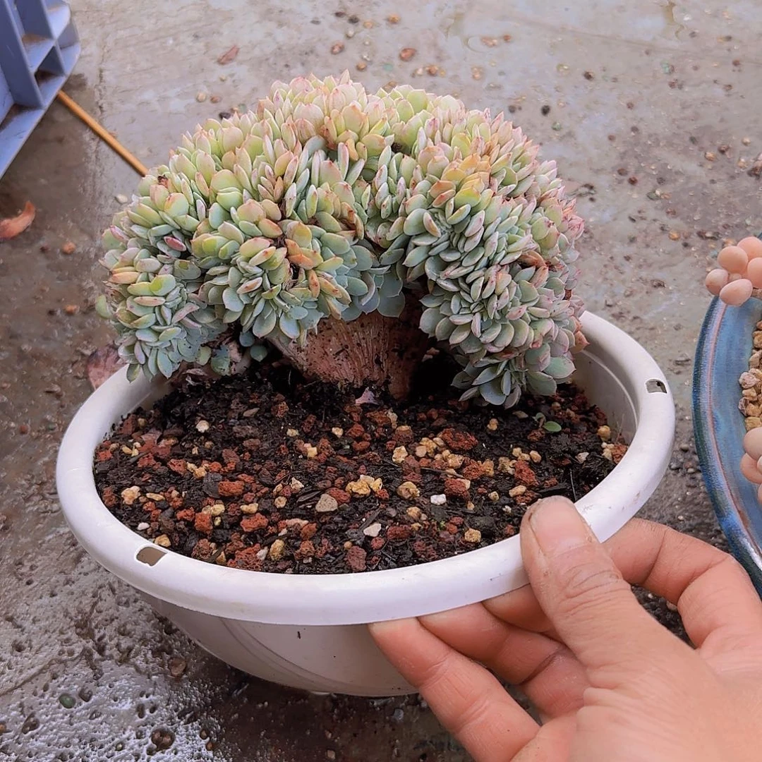 海棠花小树多肉一物一拍