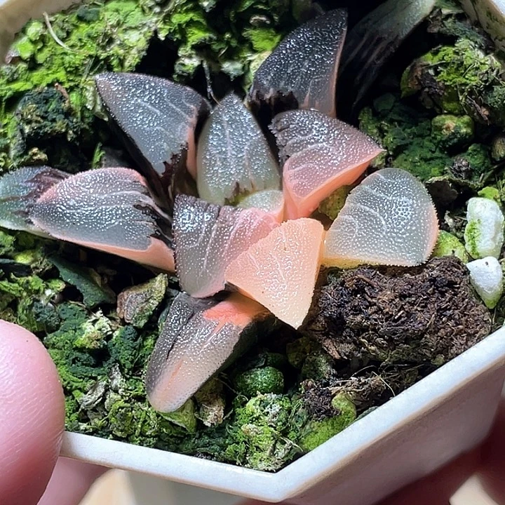 528无欲则刚克锦特选福利