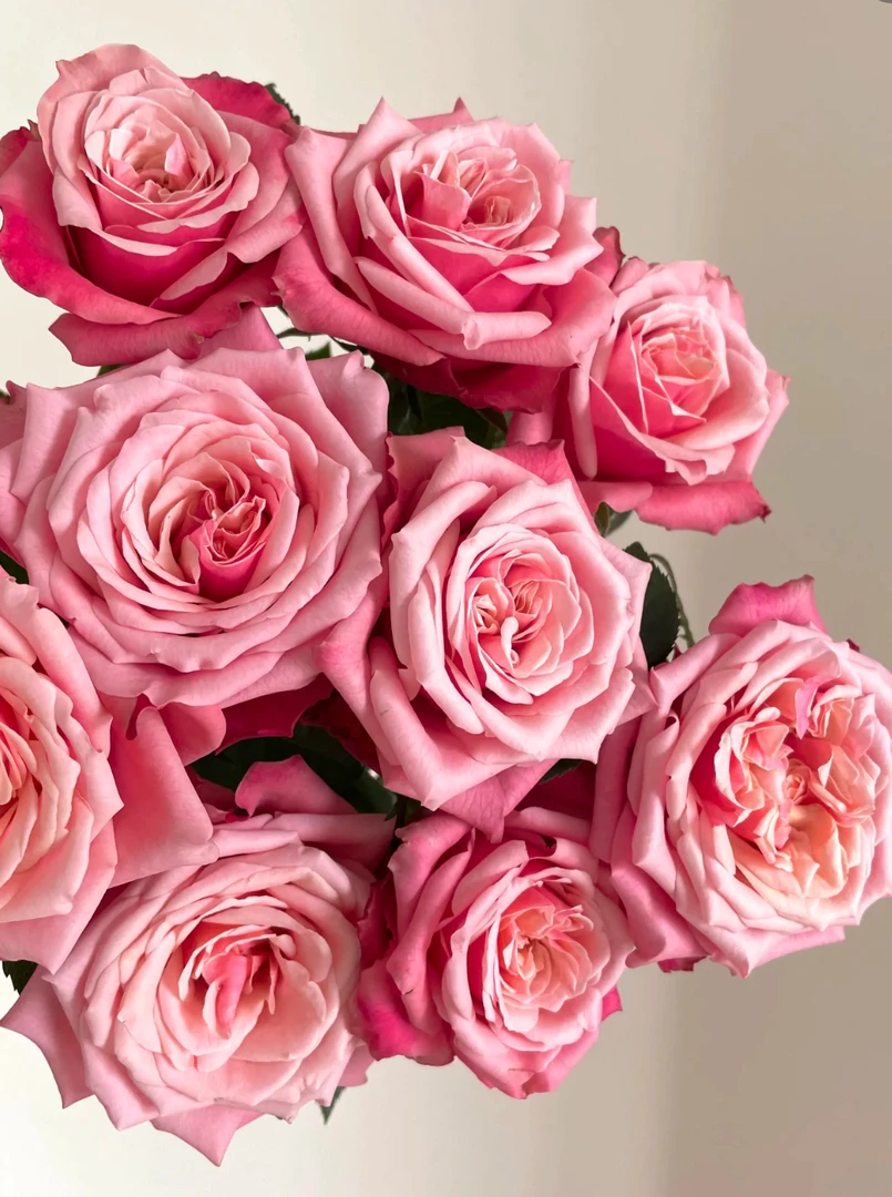 【悠米花】闺蜜玫瑰10支