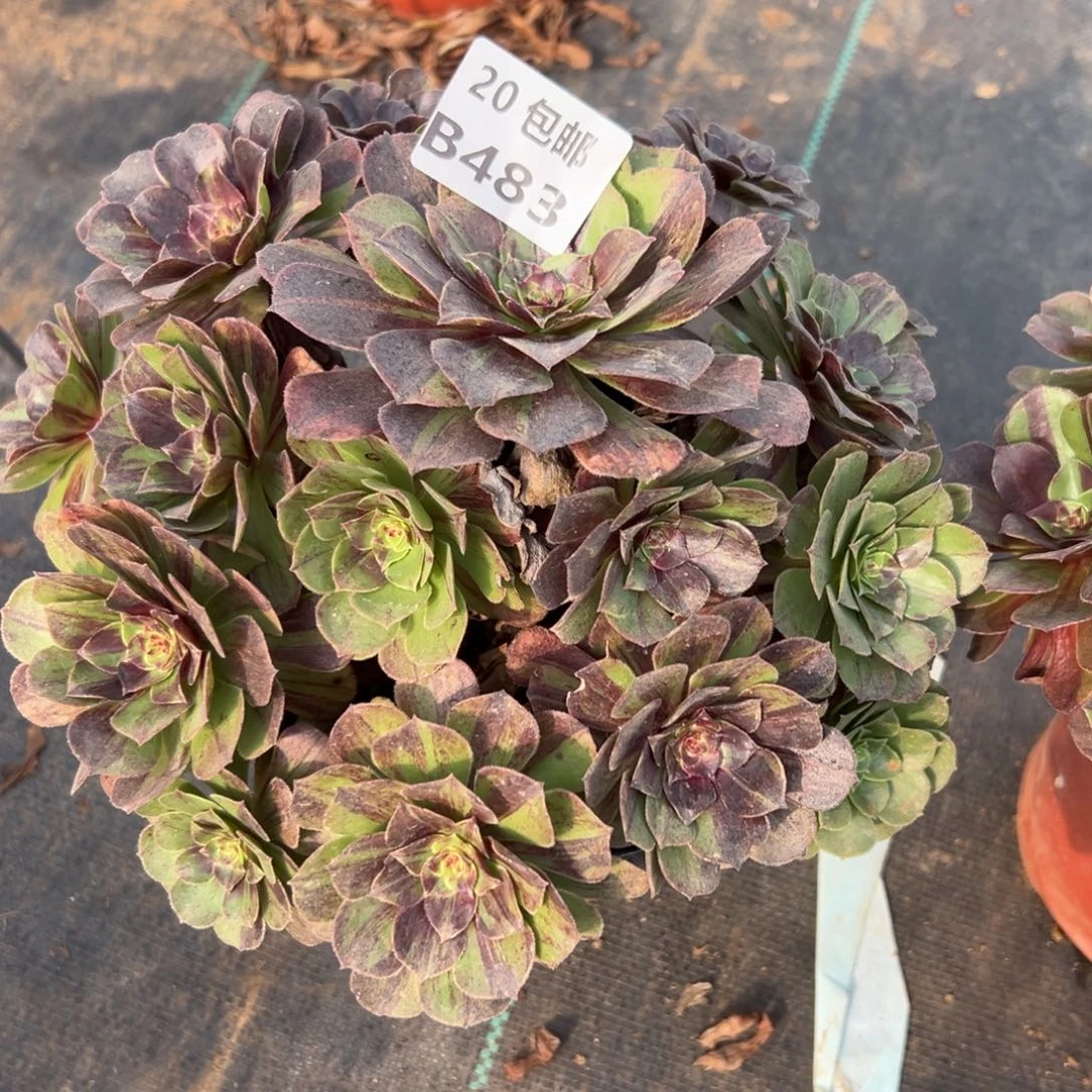 483花月夜，多肉法师