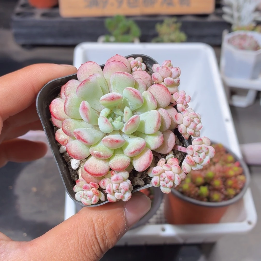 萌豆多肉9.9包邮发货