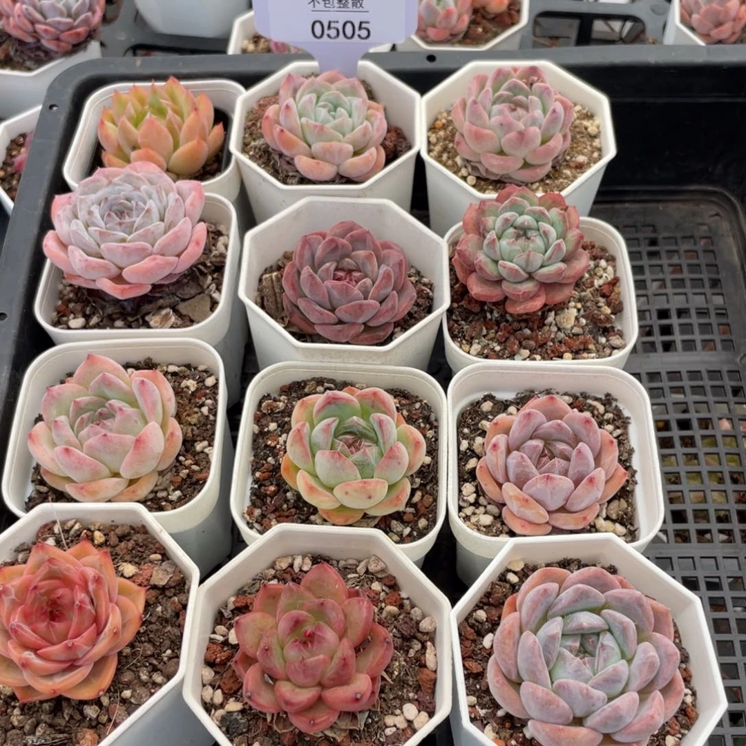 不包整散。盆子不售后0505