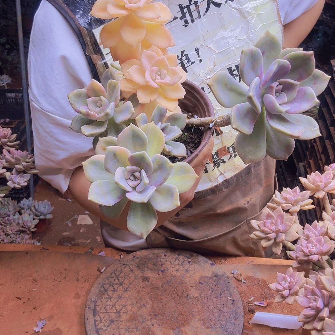 紫色仅一物一拍，所见即所得，实物图片为