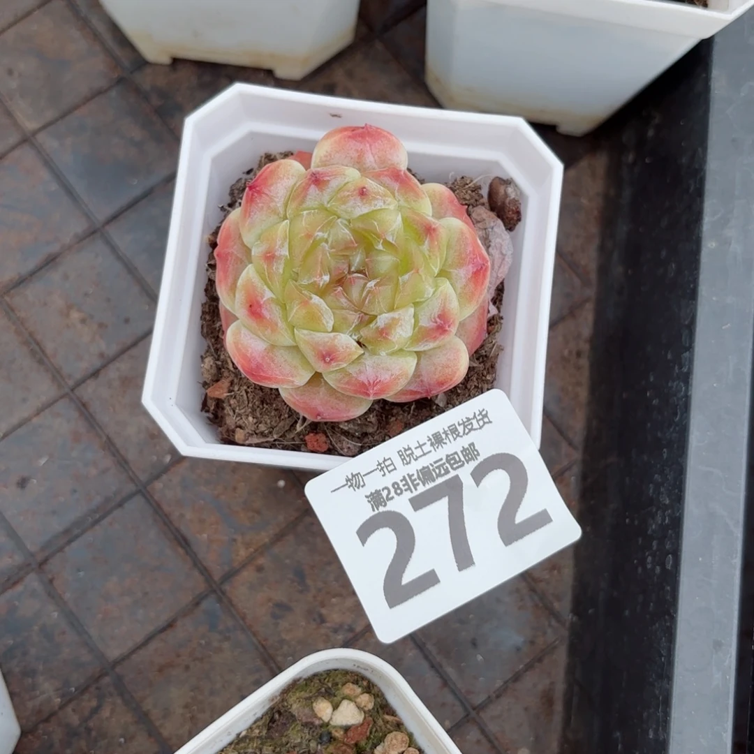 秘境冰魄单头无盆土发货