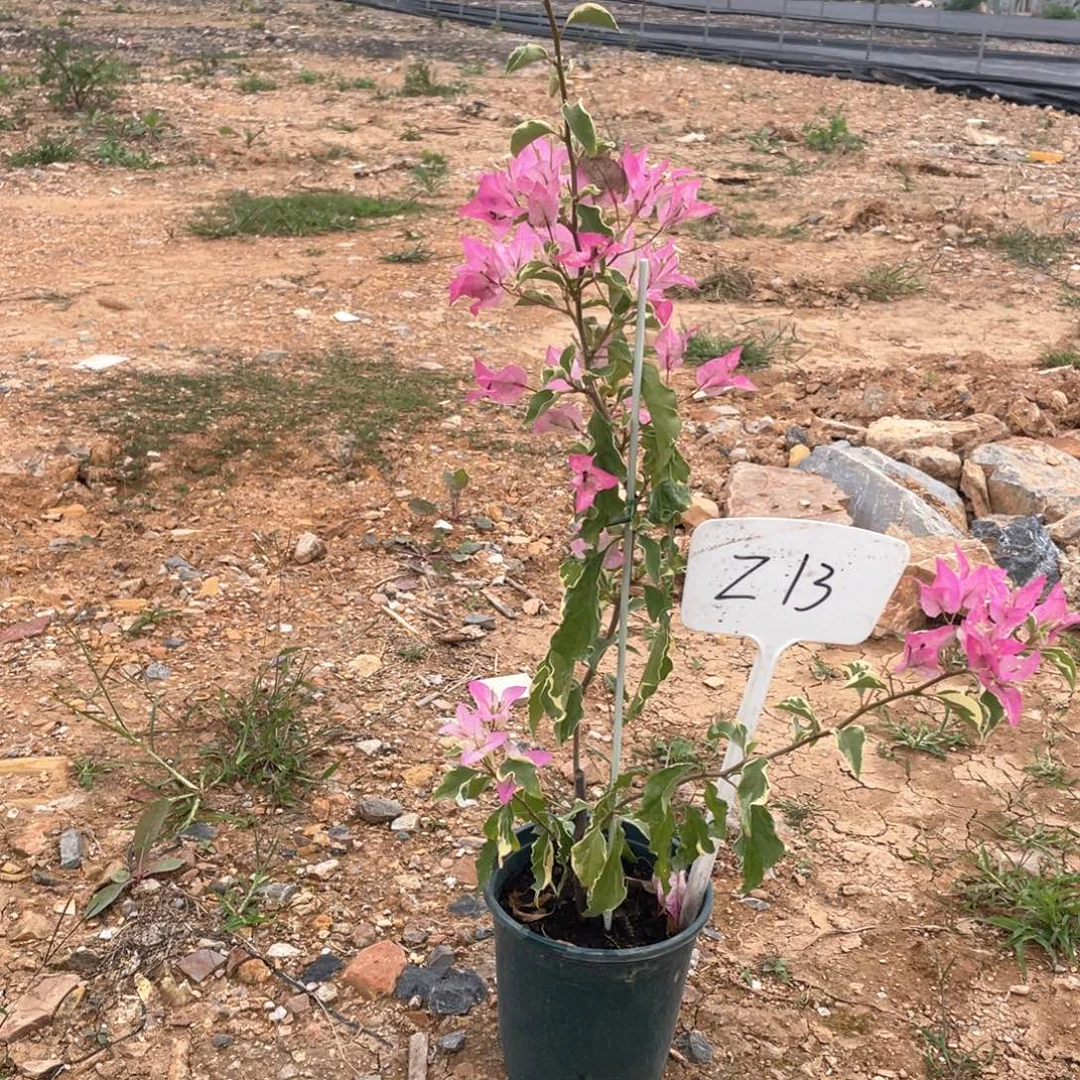 鹿***离大量花朵（建议范围：8朵-15朵 或40%以上）粉蝶Z13