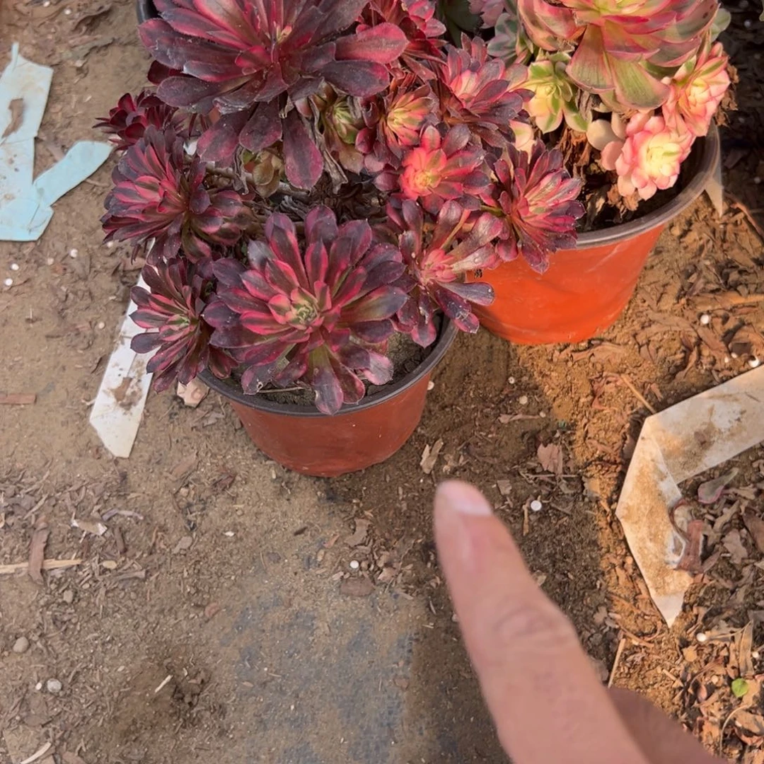 江***️589黑桐超白多肉植物法师多肉