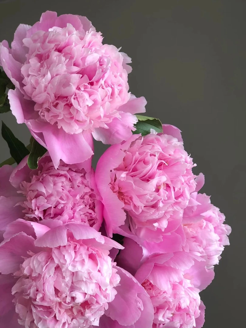 【花伴的旅行】芍药季 温柔好看芍药鲜切花