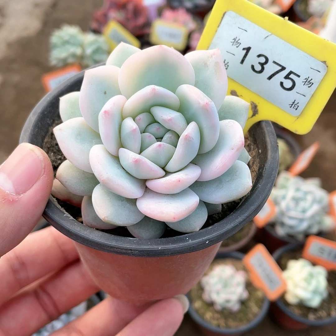 【闪购商品】1375号