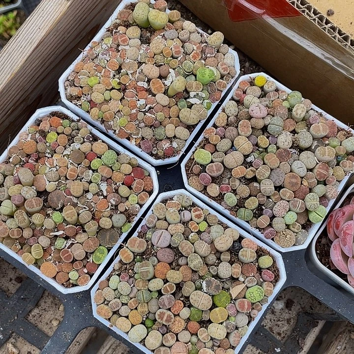 生石花带盆土发货