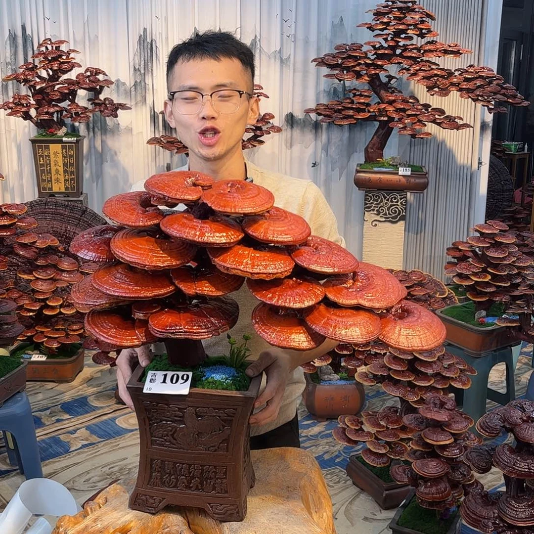 无花朵888888888888