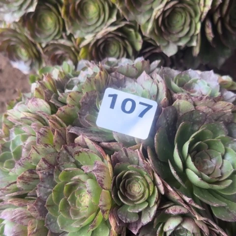 c*法师万拉丝18-5