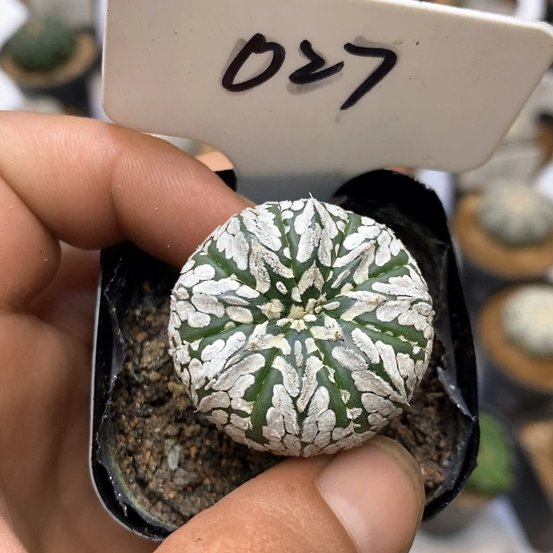 027福利特价咯福利了
