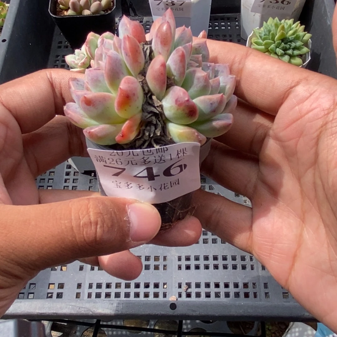 双头红琥珀一物一拍满20包邮满26送一颗精品多肉