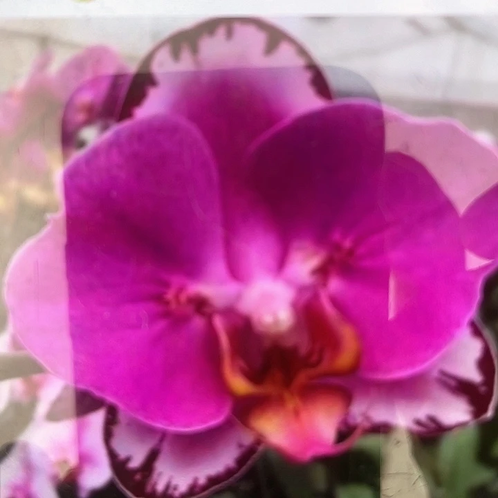 蝙蝠侠2.8成熟杯