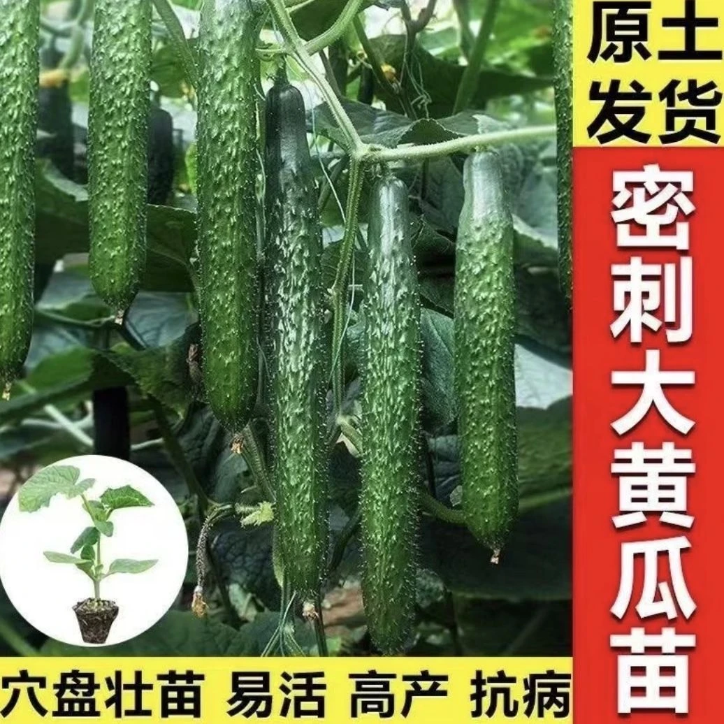 老品种黄瓜苗原土发货