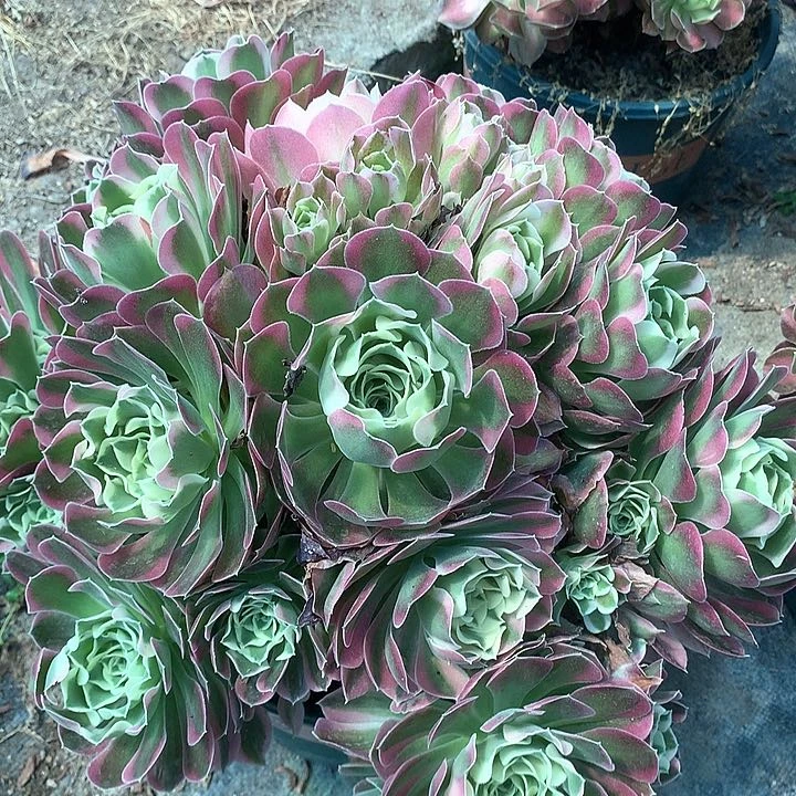 60白凤多肉植物保护