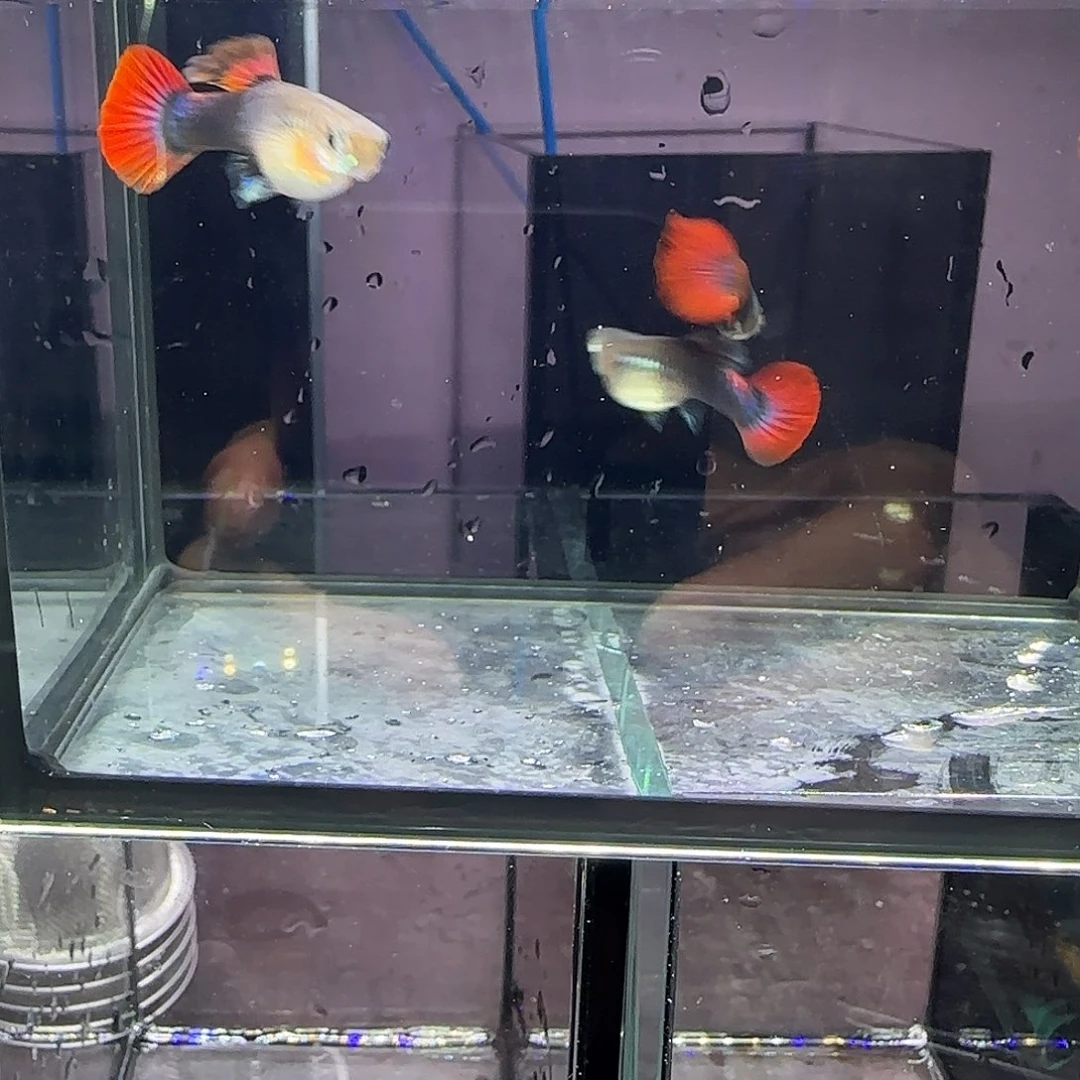 孔雀鱼短体菊花帆折扇两对