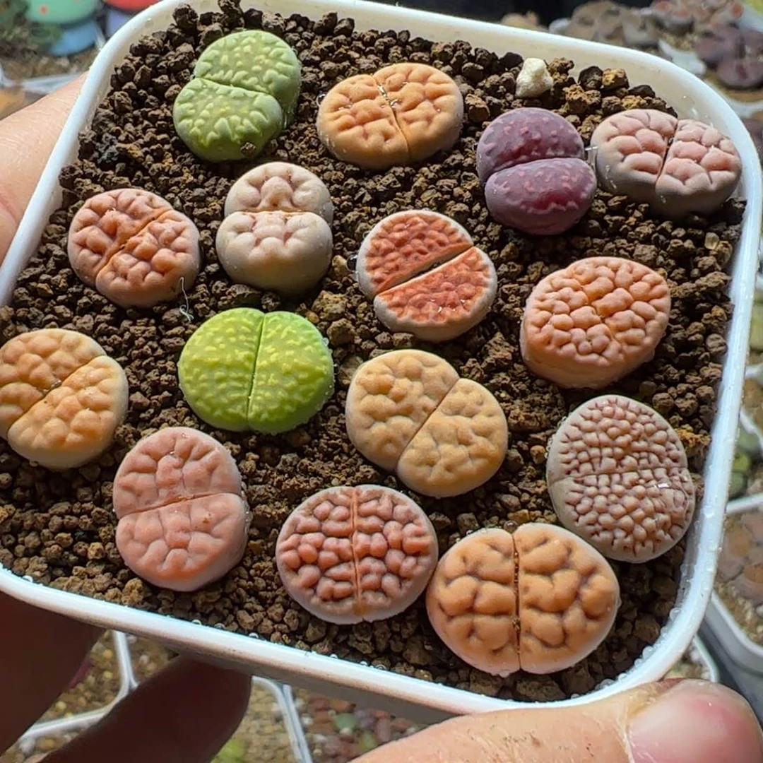 ❤️****特价带盆多肉植物百科