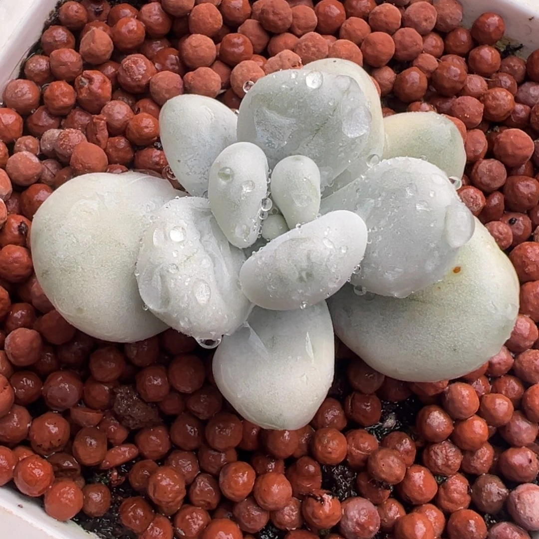 正版马卡锦，覆轮锦