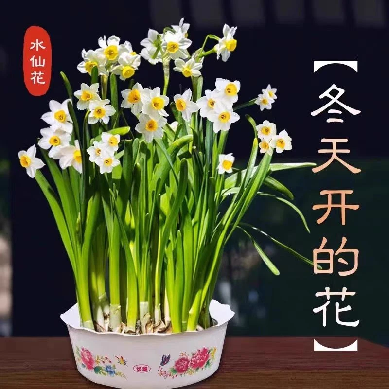 【年宵花】精品水仙花种球水培浓香型室内花卉绿植极易养活