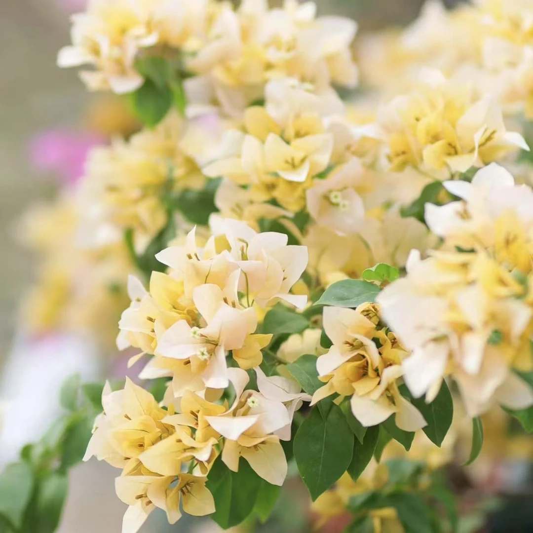 苏瓦纳 苏妲己 室内外好养花卉勤开花