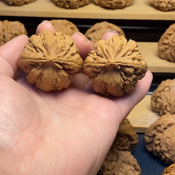 核桃42全品霸王龙福利核桃