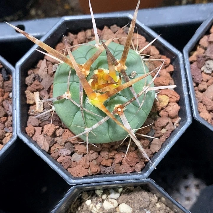 Z*孤品实生顶级特粗刺光琳玉4cm