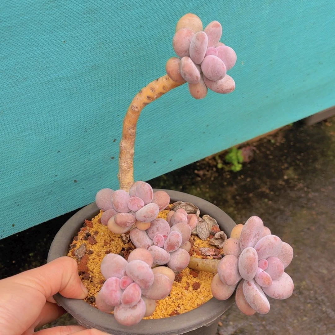 特价福利全状态原始奶