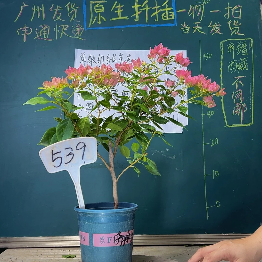 当前无花栽培后可以开花  暗斑水晶  539