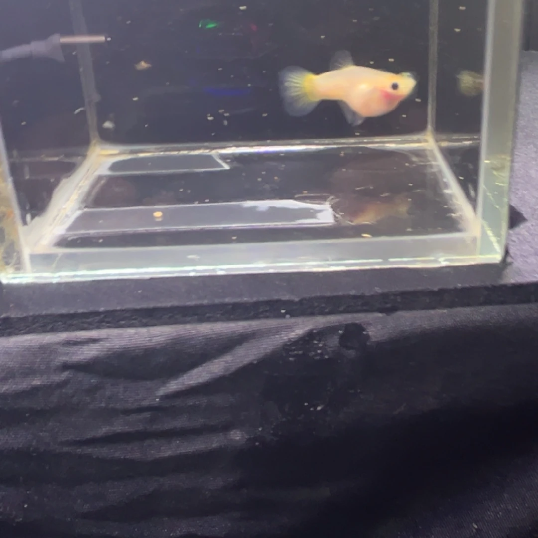 孔雀鱼孔雀鱼孔雀鱼
